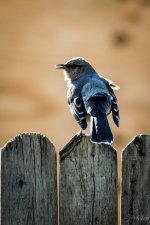 Day82-5.jpg