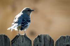 Day82-7.jpg