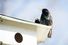 Day82-8.jpg