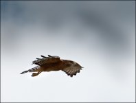 hawk 2.jpg