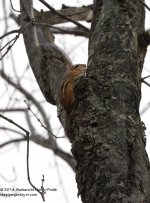 082 Chipmunk-140323-01_01.jpg
