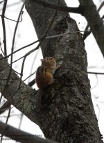 082 Chipmunk-140323-02_01.jpg