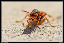 Day82Wasp.jpg
