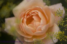 ImageUploadedByTapatalkHD1395675819.882140.jpg