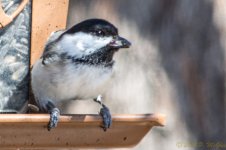 DSC_8029.JPG