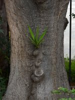 Trunk.jpg