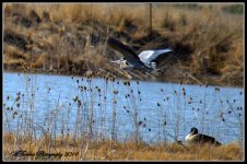 Flight of a Blue Heron 2.jpg