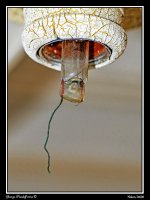 Day83Bulb.jpg