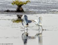 20140324-D62_5043-Edit.jpg
