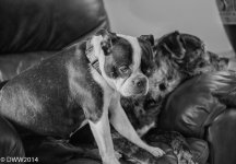 Yara and Zoey (1 of 1).jpg