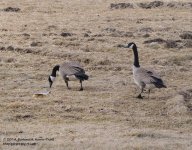 084 Geese-142514-01_01.jpg