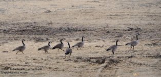 084 Geese-142514-02_01.jpg