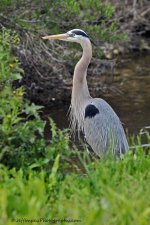 DSC_1233.jpg