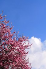 Japanese cherry tree.jpg
