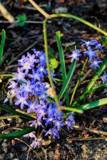 Blue flowers.jpg
