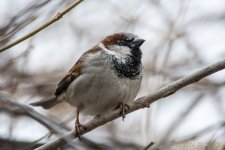 DSC_8096.jpg
