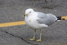 DSC_8121.jpg
