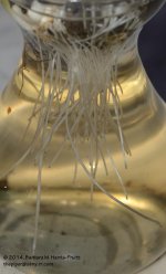 085 Hyacinth Roots-140326_01.jpg