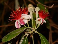 Guava.jpg