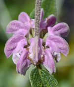 Phlomas.jpg