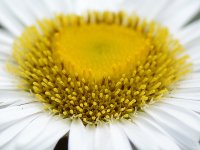FlowerHead.jpg
