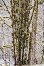 600_7205 (668x1000).jpg