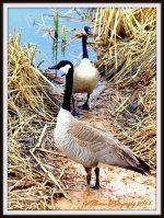 Geese in the Mud.jpg