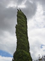 Cypress.jpg