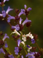 Salvia.jpg