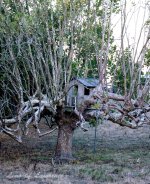 Tree House LOL.jpg