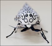 Leopard Moth 1.jpg