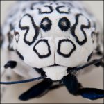 Leopard Moth 2.jpg