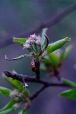 Spring bud 5.jpg