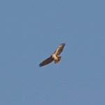 Hawk.jpg