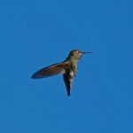 Hummer9.jpg