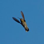 Hummer8.jpg