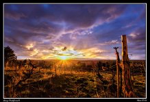 Day86Vineyard.jpg