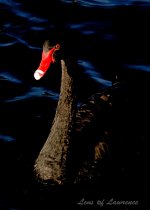 Black Swan LOL.jpg