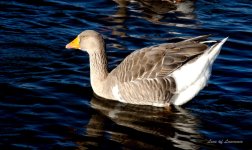 Goose Launching LOL.jpg
