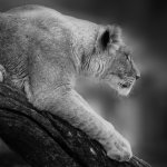 wus-lion.jpg