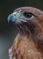 Nikonites-82-3.jpg