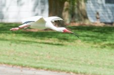 Nikonites-80-2.jpg