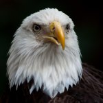 Nikonites-82-1.jpg