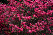 Nikonites-85-1.jpg