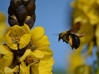 Bee3.jpg