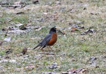 087 Robin-140328_01.jpg