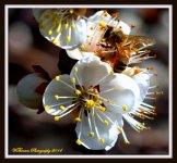 Bee on Apricot Tree Blossom.jpg