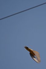 Dove.jpg
