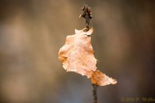DSC_8174.jpg