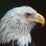 Nikonites-82-5.jpg